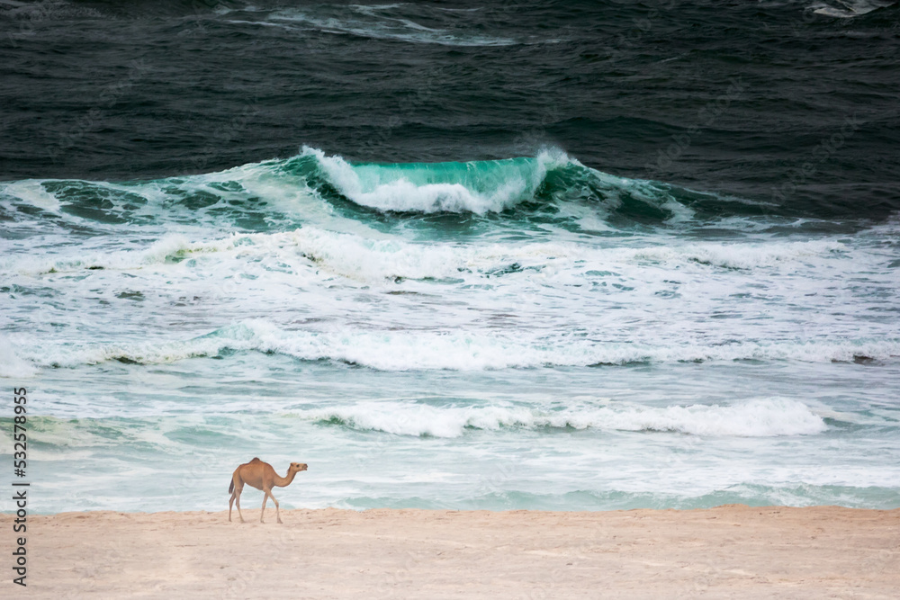 View Of Camel Standing On Shore At Beach - obrazy, fototapety, plakaty 