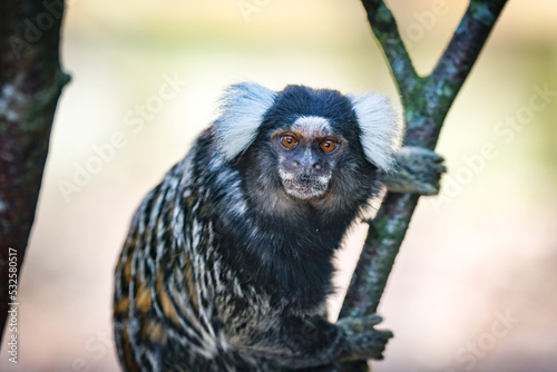Fotografiet Close-up Of Monkey
