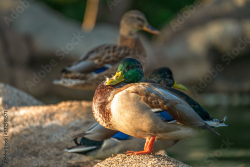 Ducks at the Fausto Noce park in Olbia, Sardinia photo