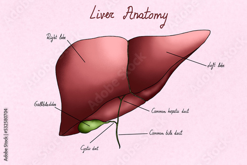 Human liver illustration