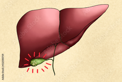 Human liver illustration photo