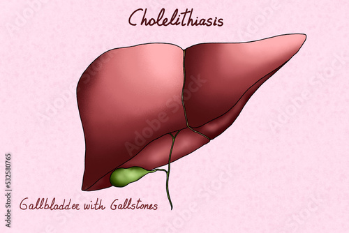Human liver illustration photo