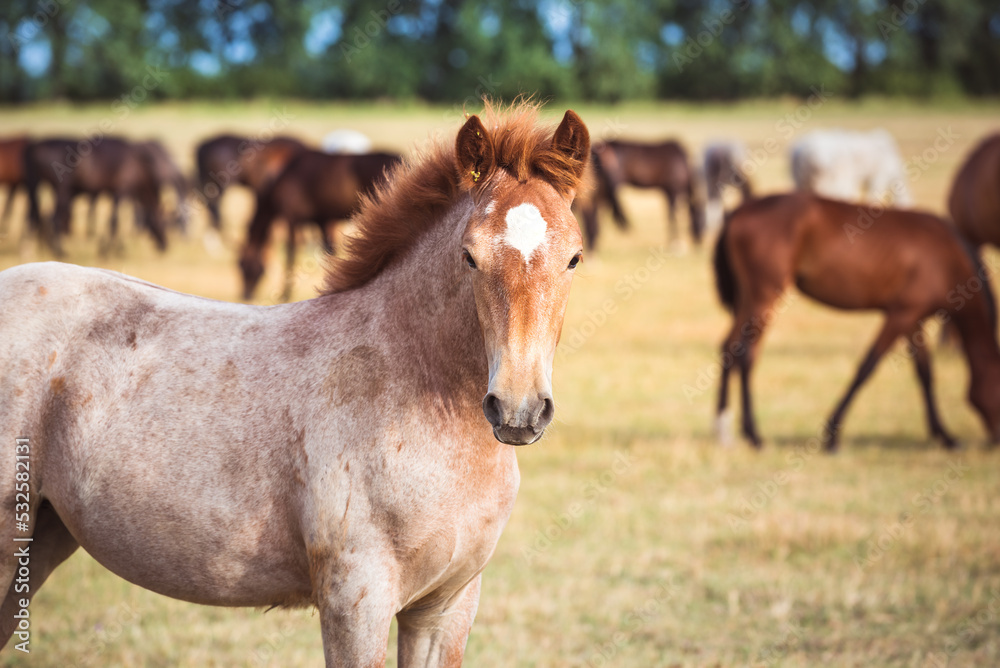 Portrait of a roan draft horse with a white spot grazing in the meadow and looking at the camera. Cute foal of the Novoolexandrian Draught breed on a pasture Portrait of a roan draft horse with a white spot grazing in the meadow and looking at the camera. Cute foal of the Novoolexandrian Draught breed on a pasture