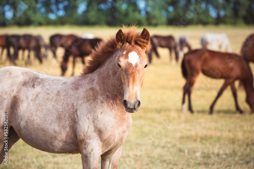 Portrait of a roan draft horse with a white spot grazing in the meadow and looking at the camera. Cute foal of the Novoolexandrian Draught breed on a pasture