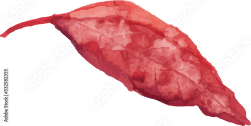 red leaf isolated