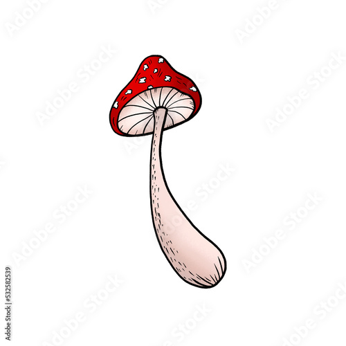 Hand drawn illustration of fly agaric fungi. Botanical forest illustration for design, print, fabric or background. Sketch doodle drawing of magic poisonous mushrooms with red spotted caps.
