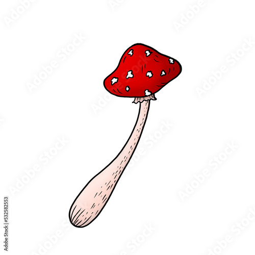 Hand drawn illustration of fly agaric fungi. Botanical forest illustration for design, print, fabric or background. Sketch doodle drawing of magic poisonous mushrooms with red spotted caps.