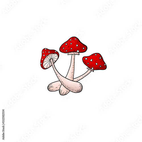 Hand drawn illustration with three fly agaric fungi. Botanical forest illustration for design, print, fabric or background. Sketch doodle drawing of magic poisonous mushrooms with red spotted caps.