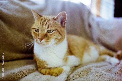 Orange cat on tan couch photo