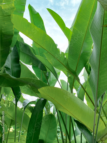 Hedge of trapical leaves photo