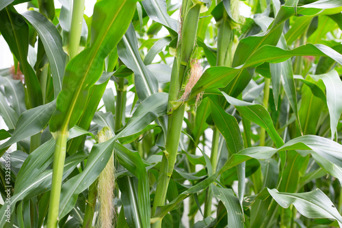 Young corn fruits on the corn field