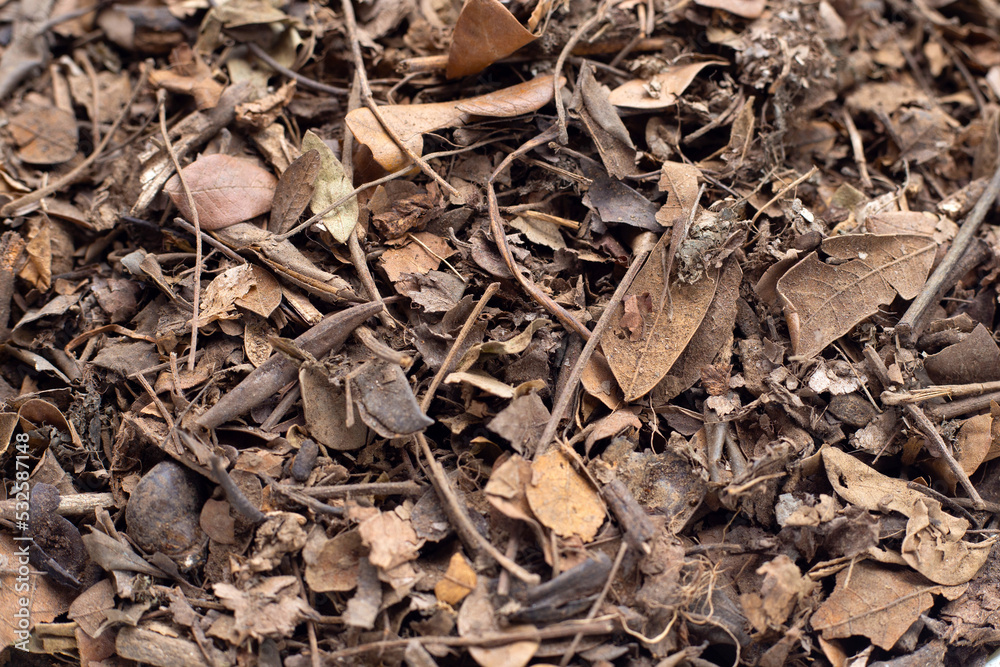 Rain tree or East Indian walnut dried leaves, Natural fertilizer for planting. Potting mix Rain tree or East Indian walnut dried leaves, Natural fertilizer for planting. Potting mix