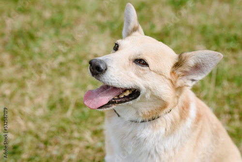 Portrait of happy mongrel dog photo