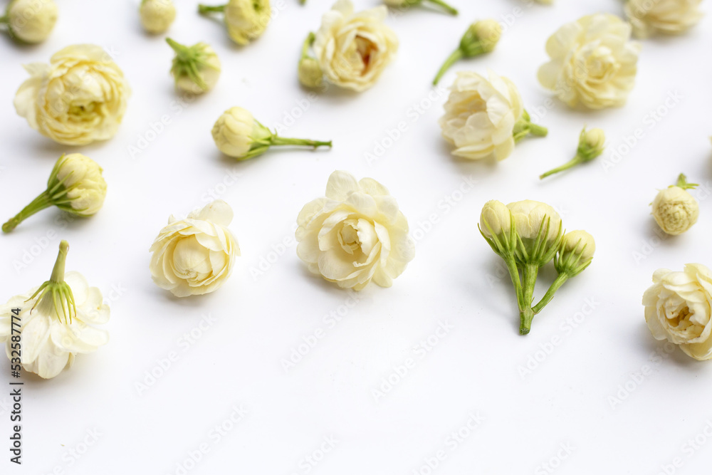 Fototapeta premium Jasmine flower on white background.