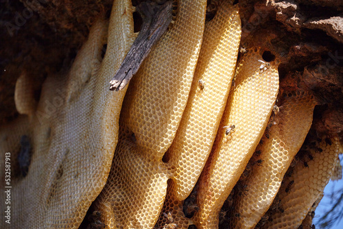Honeycombs of beehive