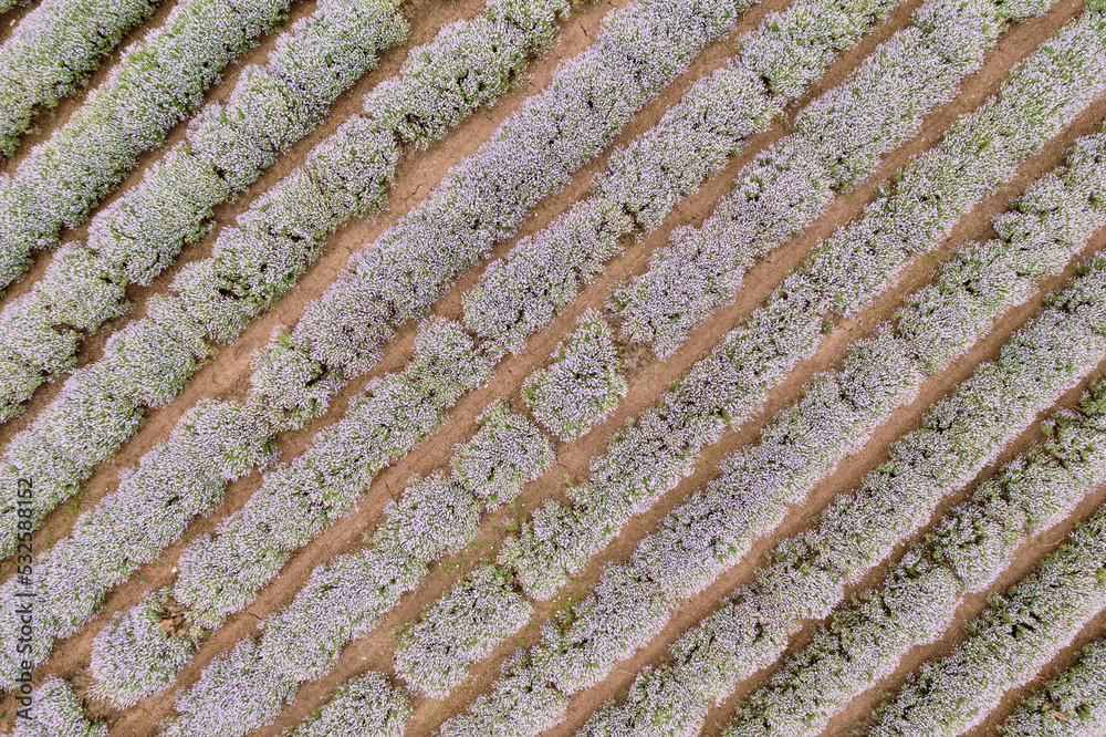 Lavender flower field drone view. Lavender flower field drone view.