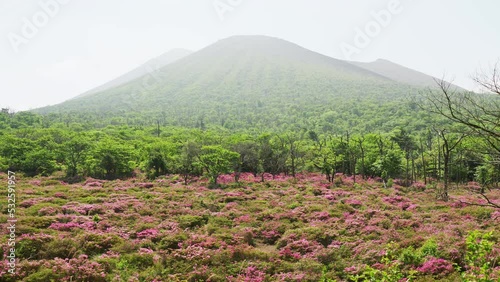 霧島の鹿ヶ原に開花するミヤマキリシマ