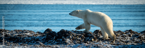 Panorama Of Polar Bear Walking Along Shoreline Fototapet