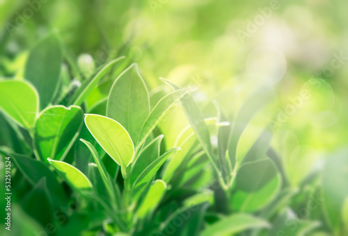 Green Leaves background,Creative layout made of green leaves. Flat lay. Nature concept