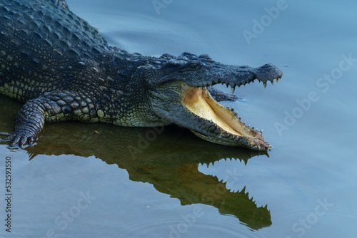 crocodile outdoors in zoo photo