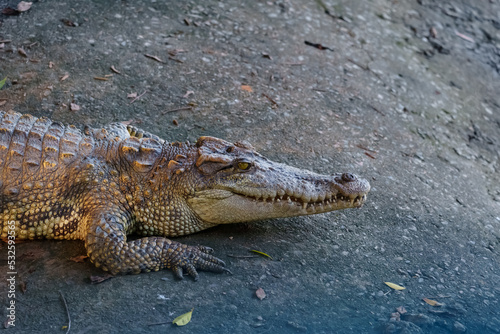 Dangerous crocodile outdoors photo