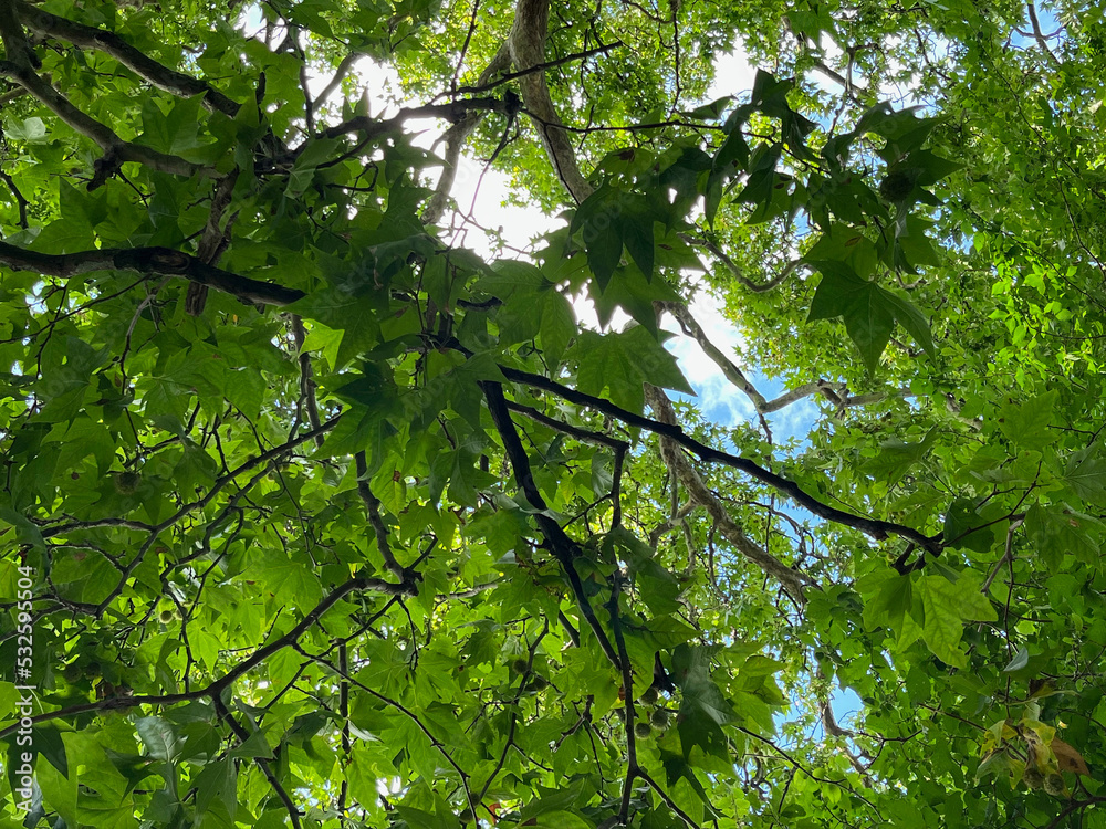 green leaves against the sky green leaves against the sky