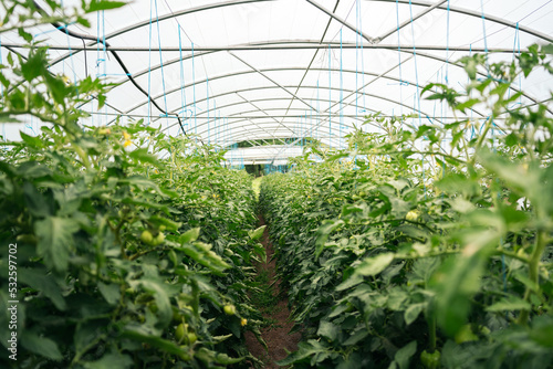 View of a tomato plantation in a greenhouse photo