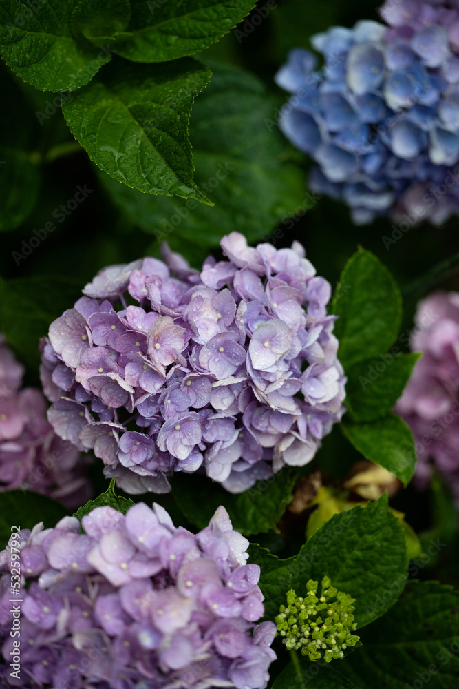 Multi-colored hydrangeas