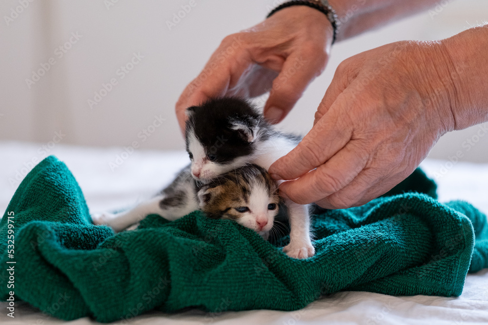 Newborn baby kittens adopted from the street Newborn baby kittens adopted from the street