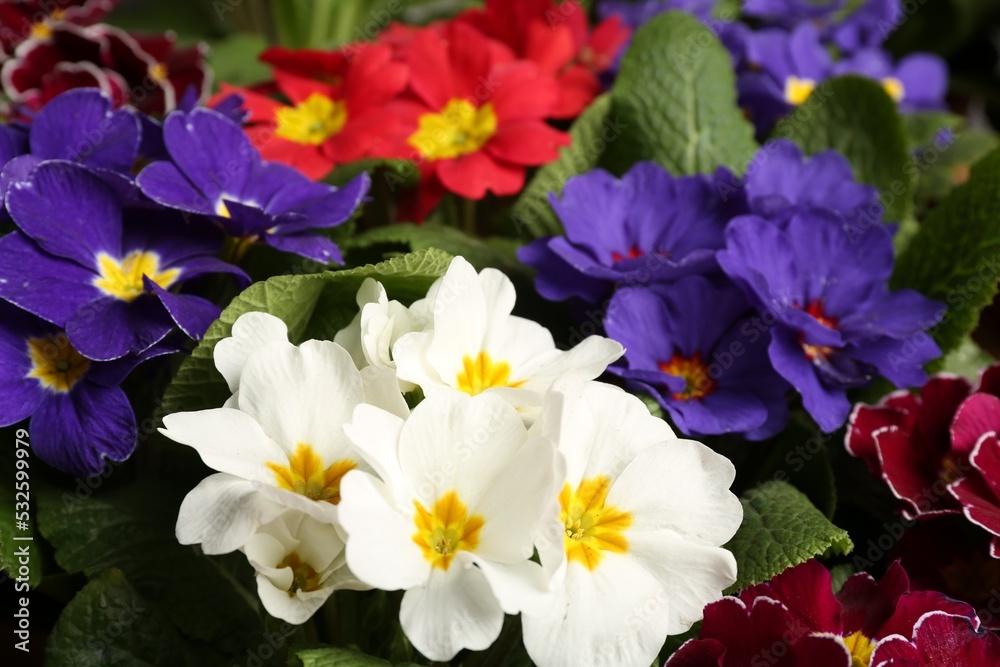 Beautiful primula (primrose) plants with colorful flowers as background, closeup. Spring blossom Beautiful primula (primrose) plants with colorful flowers as background, closeup. Spring blossom