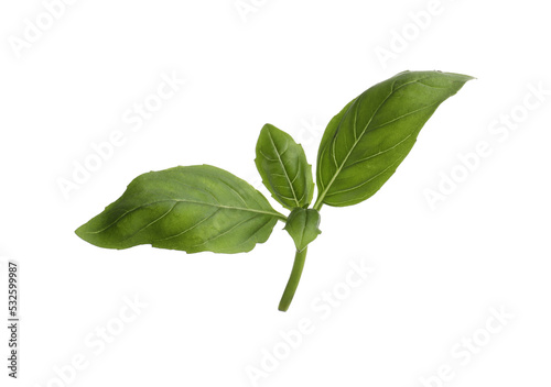 Aromatic green basil sprig isolated on white. Fresh herb