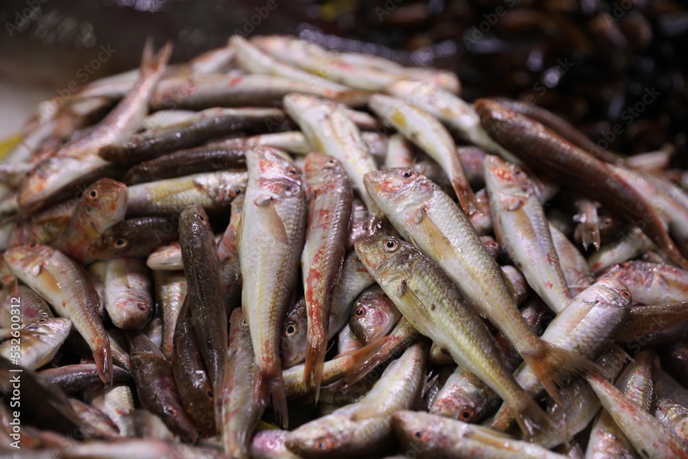 Many raw red mullet fish on blurred background, closeup
