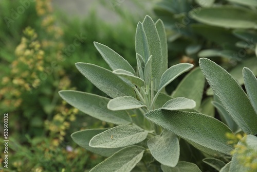 Cuadro en lienzo Beautiful sage with green leaves growing outdoors, closeup
