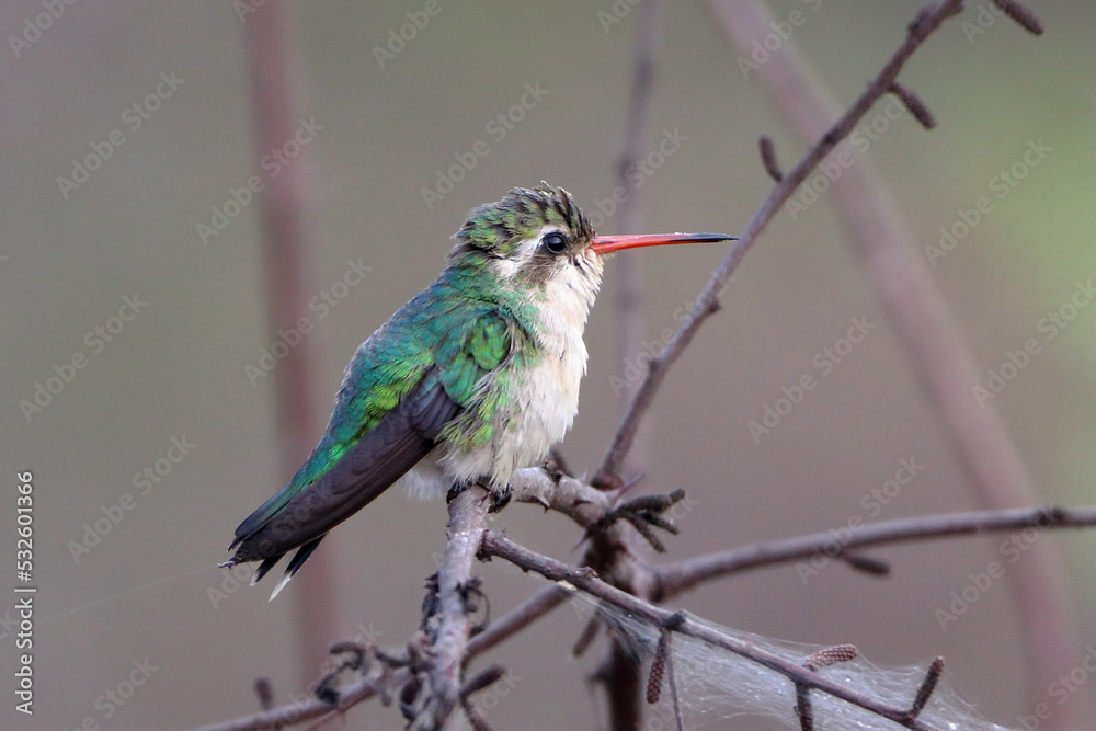 Fototapeta premium female Glittering-bellied Emerald (Chlorostilbon lucidus) perched on a branch with a spider's web