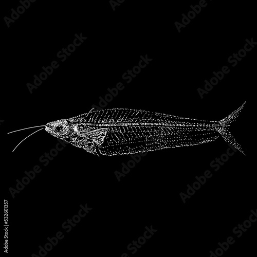 Ghost Catfish hand drawing vector illustration isolated on black background photo