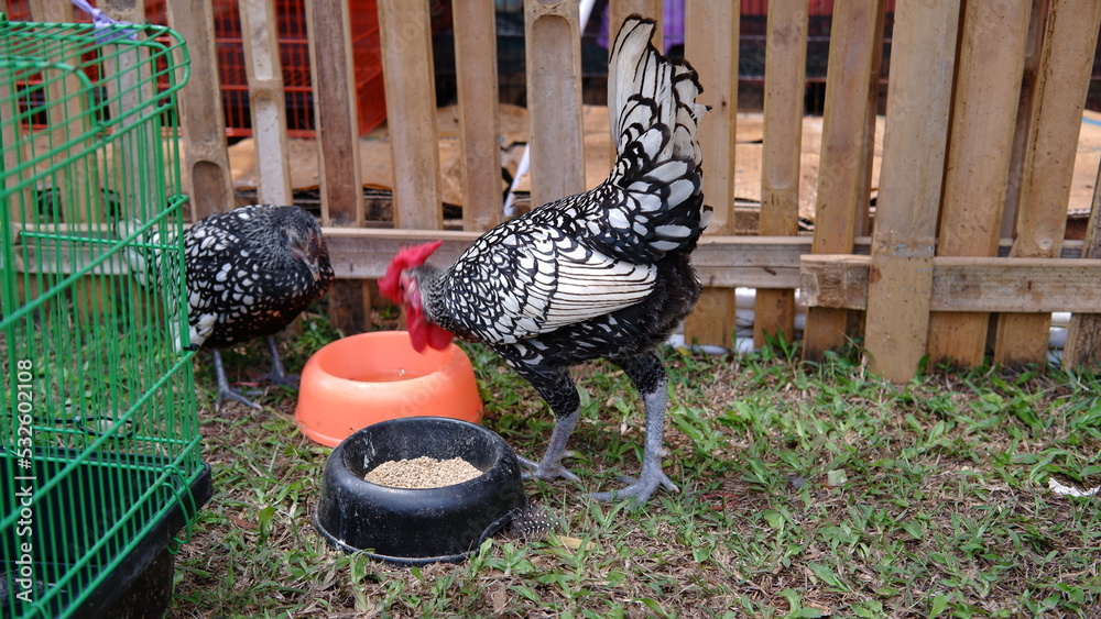 Sebright chicken in traditional farm. is a British breed of bantam