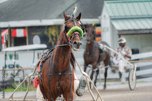 Close up of a red horse in a harness race at the county fair.