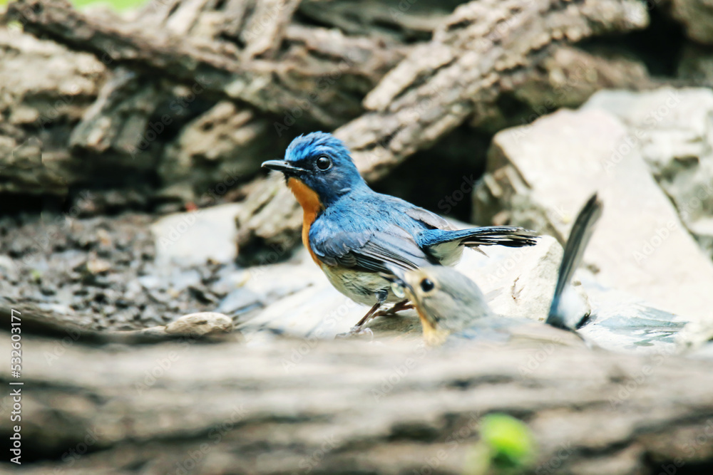 Tickell's Blue Flycatcher  on ground