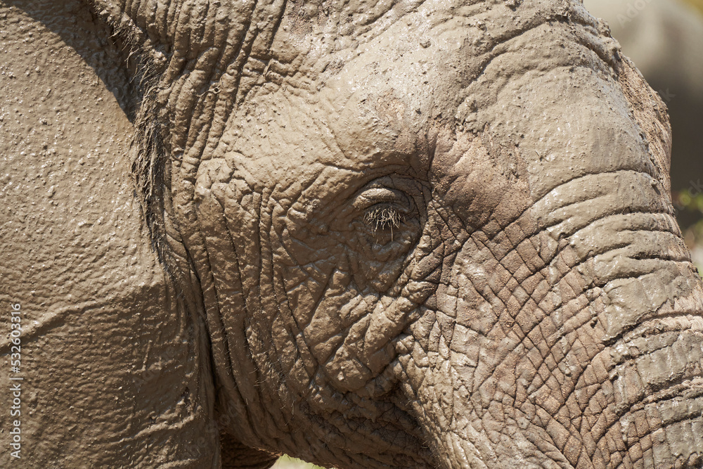 Face of muddy elephant Face of muddy elephant