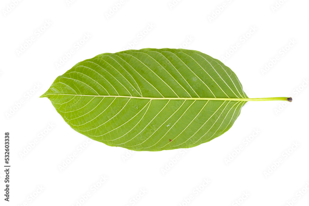 Fototapeta premium leaves isolated on white background