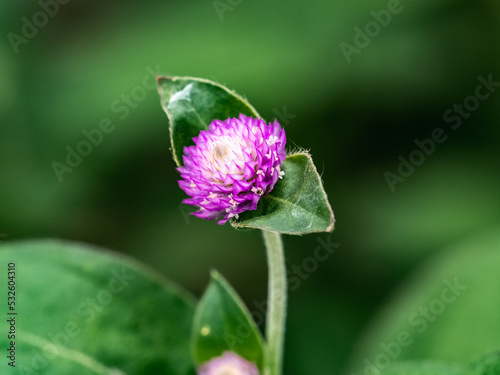 close up of a small Globe amaranth flower in bloom