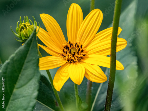 A yellow daisy in bloom