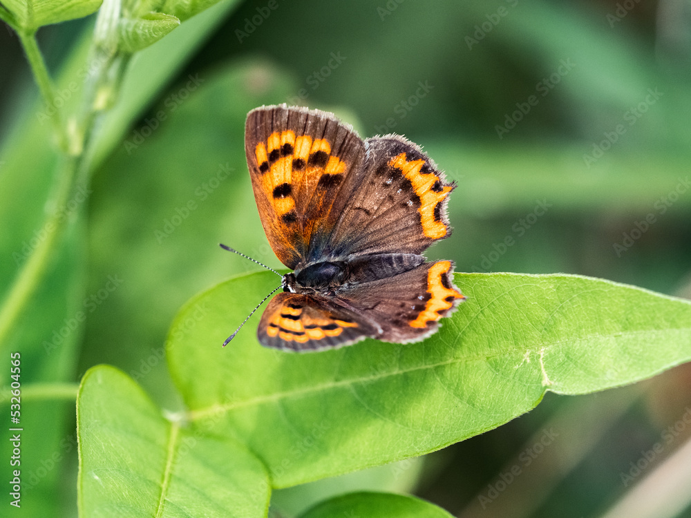 Japanese copper butterfly resting on a leaf Japanese copper butterfly resting on a leaf