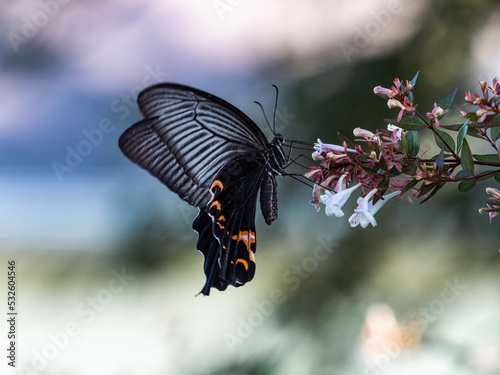 Canvas Print Black Spangled Butterfly on small white flowers