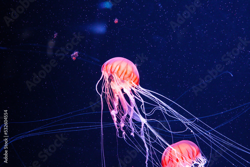 Fotografia Close-up Of Jellyfish Swimming In Sea.colorful And Wonderful