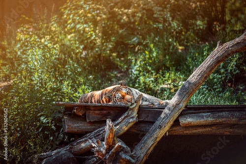 Canvastavla Amur Tiger Laying On Wood Relaxing With Vegetation In The Background