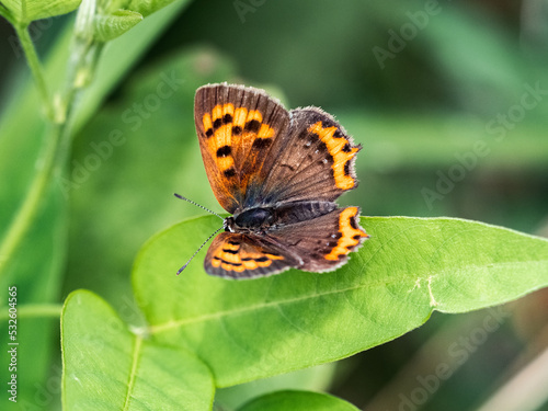 Japanese copper butterfly resting on a leaf