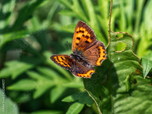 Japanese copper butterfly resting on a leaf 3 © Hanstography