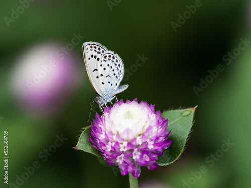 Pale grass blue butterfly on amaranth flower
