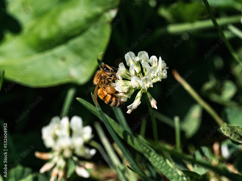 Western honey bee on white clover flower1 Western honey bee on white clover flower1